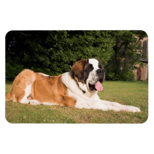Saint Bernard dog photo magnet