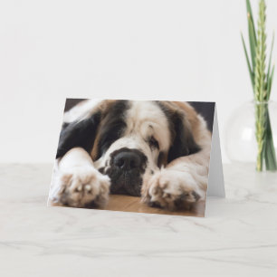 Saint Bernard dog photographic greeting Holiday Card