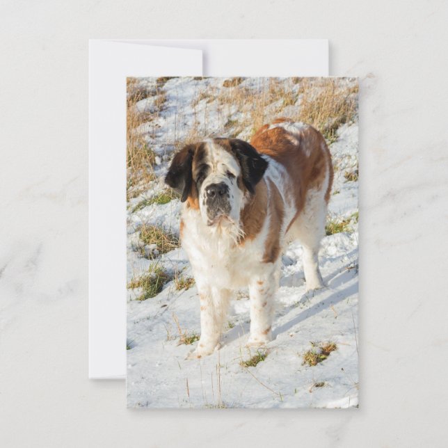 Saint Bernard dog portrait Thank You Card (Front)