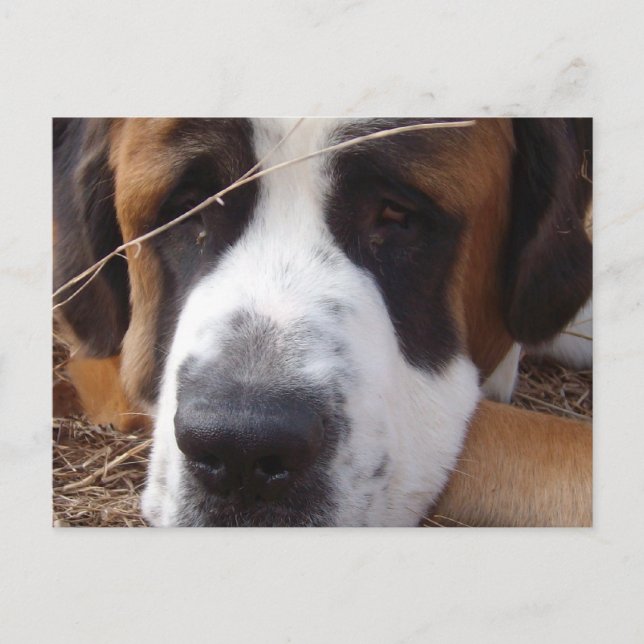 Saint Bernard Dog Postcard (Front)