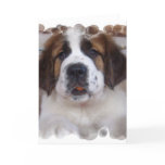 Saint Bernard Greeting Card