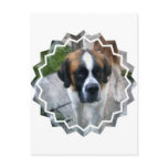 Saint Bernard Photo Postcard