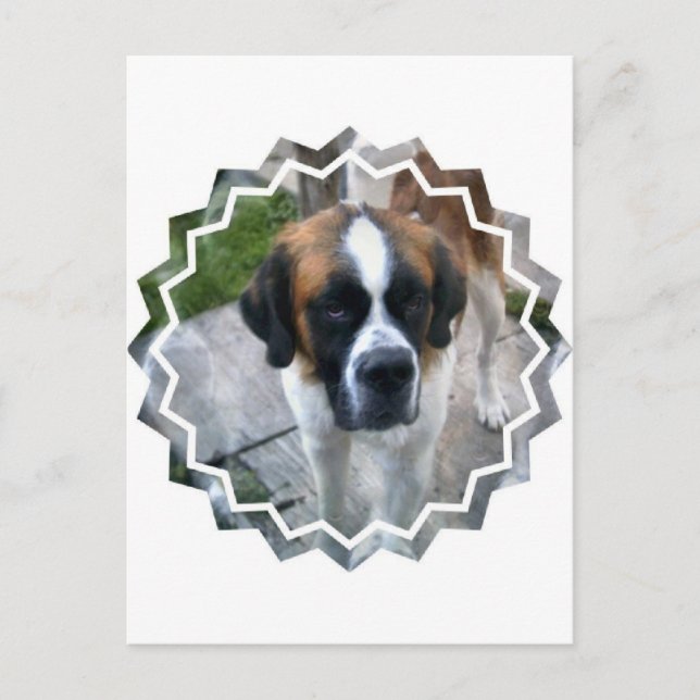Saint Bernard Photo Postcard (Front)