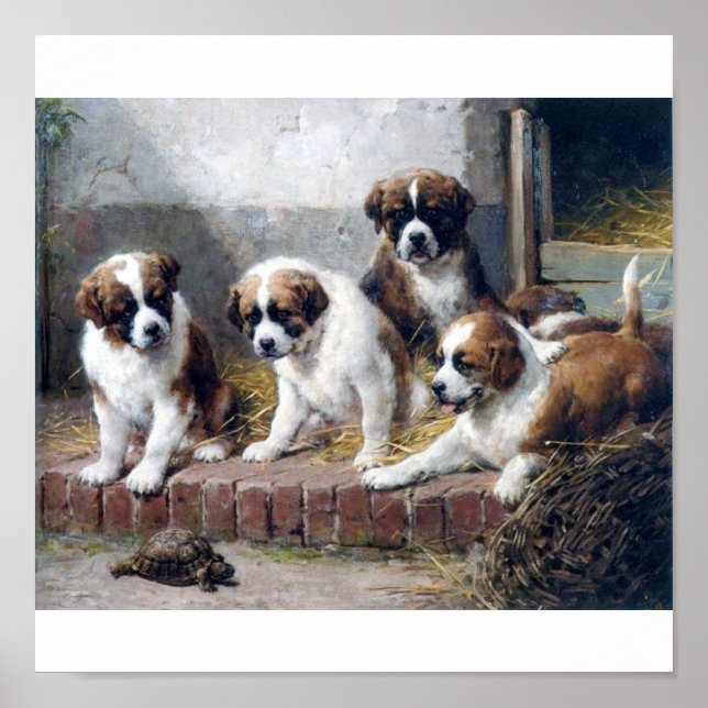 Saint Bernard puppies and turtle Poster (Front)