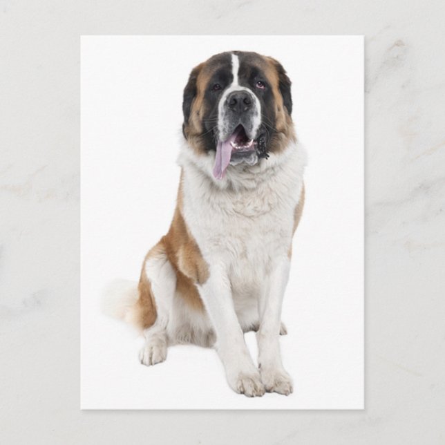 Saint Bernard Puppy Dog Blank Postcard (Front)