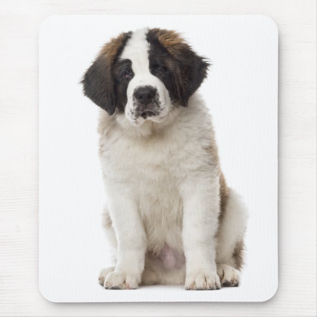 black and white st bernard puppy
