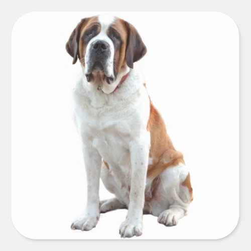 Saint Bernard Puppy Dog  Sticker  Label