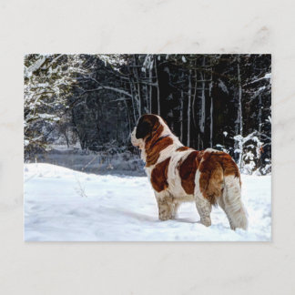 Saint Bernard snow photographic Christmas greeting Holiday Postcard