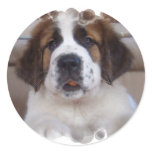 Saint Bernard Sticker