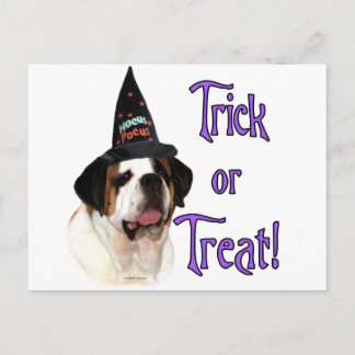 Saint Bernard Trick Postcard