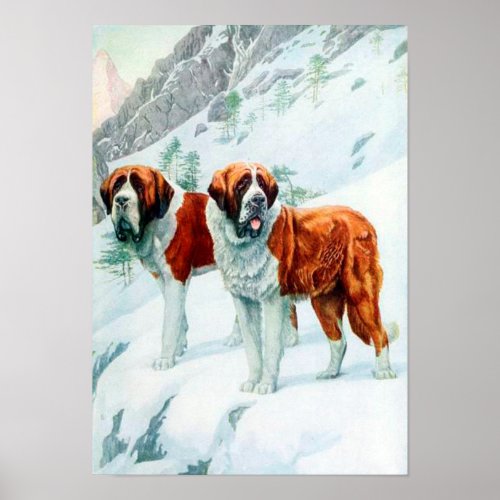 Saint Bernards on a snowy mountain illustration Poster