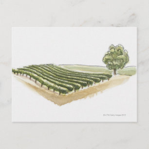 Saint-Emilion, France Postcard