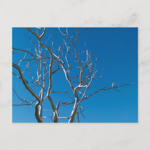 Saint Louis Art Museum Sculpture Postcard