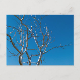 Saint Louis Art Museum Sculpture Postcard