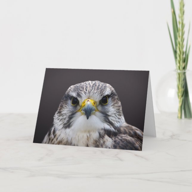 Saker Falcon greetings card, blank inside. Card (Front)