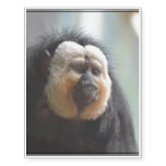 Saki Monkey Temporary Tattoos