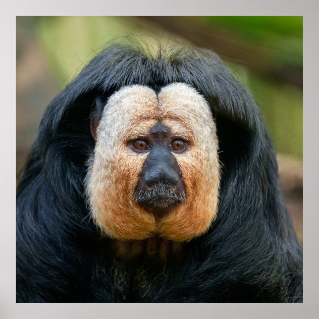 Saki Monkey with Intense Stare Poster (Front)