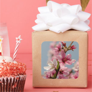 Sakura Blossom Against Blue Sky Square Sticker