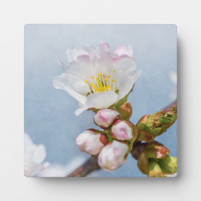 Sakura Blossom Plaque (Front)