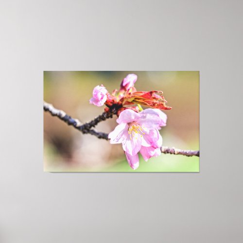 Sakura Buds And A Flower Green Beige Background Canvas Print