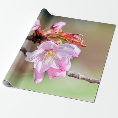 Sakura Buds And A Flower Green Beige Background Wrapping Paper