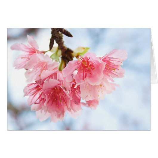 Sakura Cards (Front Horizontal)