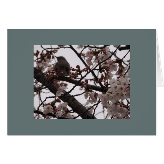 Sakura Cards (Front Horizontal)