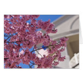 Sakura Cherry Blossoms Americana (Front Horizontal)