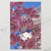 Sakura Cherry Blossoms Americana (Front)