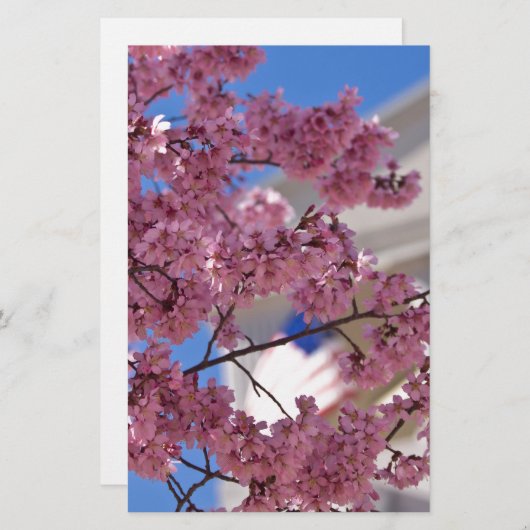 Sakura Cherry Blossoms Americana (Front/Back)