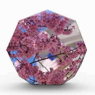Sakura Cherry Blossoms Americana Acrylic Award