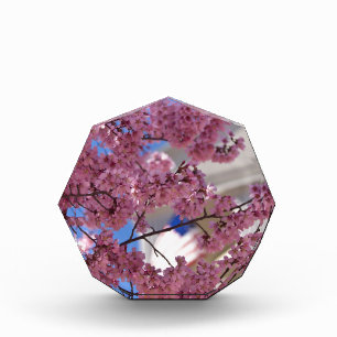 Sakura Cherry Blossoms Americana Award
