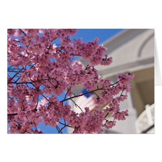 Sakura Cherry Blossoms Americana Cards (Front Horizontal)