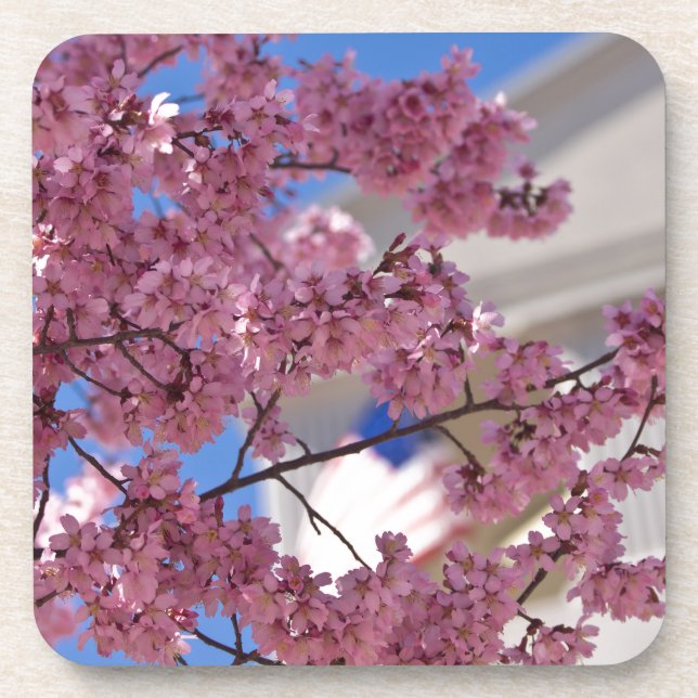 Sakura Cherry Blossoms Americana Drink Coaster (Front)