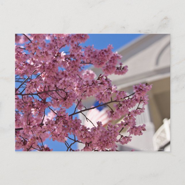 Sakura Cherry Blossoms Americana Postcard (Front)