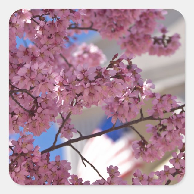Sakura Cherry Blossoms Americana Square Sticker (Front)