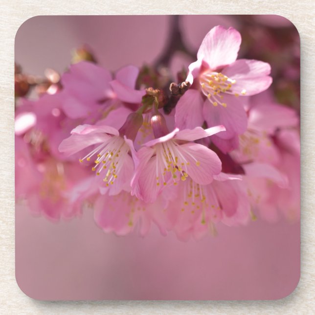 Sakura Cherry Blossoms Delicate Pink Bouquet Beverage Coaster (Front)