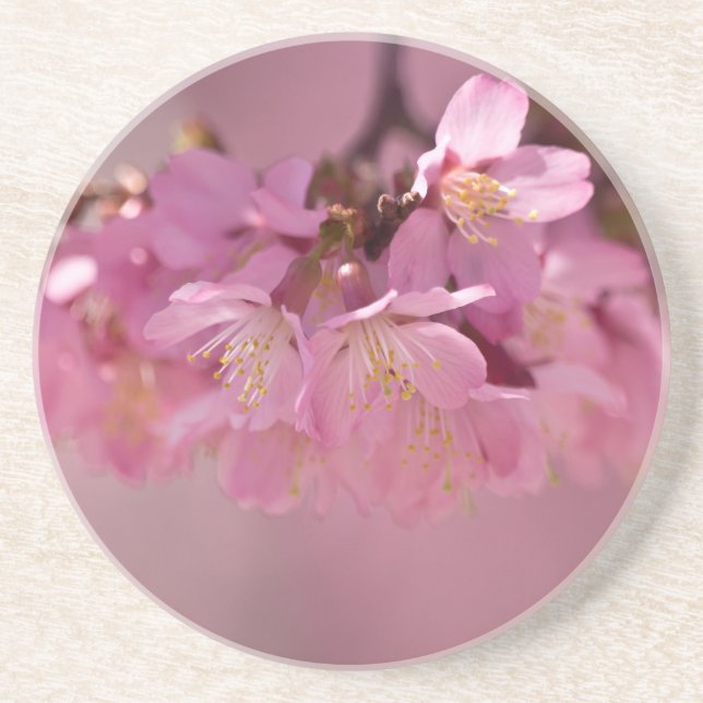 Sakura Cherry Blossoms Delicate Pink Bouquet Drink Coaster (Front)