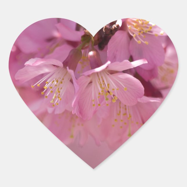 Sakura Cherry Blossoms Delicate Pink Bouquet Heart Sticker (Front)