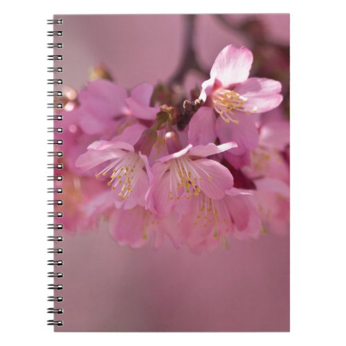 Sakura Cherry Blossoms Delicate Pink Bouquet Notebook