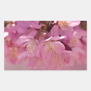Sakura Cherry Blossoms Delicate Pink Bouquet Rectangular Sticker