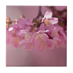 Sakura Cherry Blossoms Delicate Pink Bouquet Tile