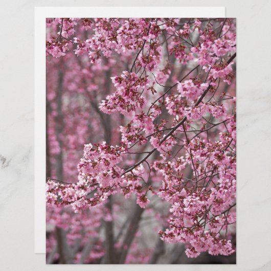 Sakura Cherry Blossoms Flowing Pink (Front/Back)