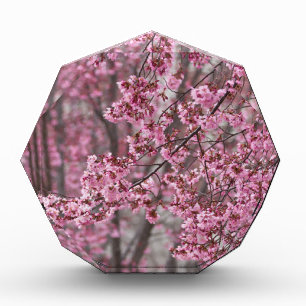 Sakura Cherry Blossoms Flowing Pink Award