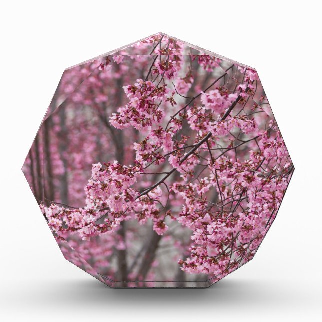 Sakura Cherry Blossoms Flowing Pink Award (Front)