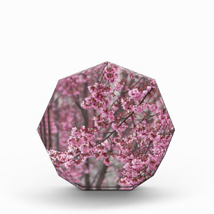 Sakura Cherry Blossoms Flowing Pink Award
