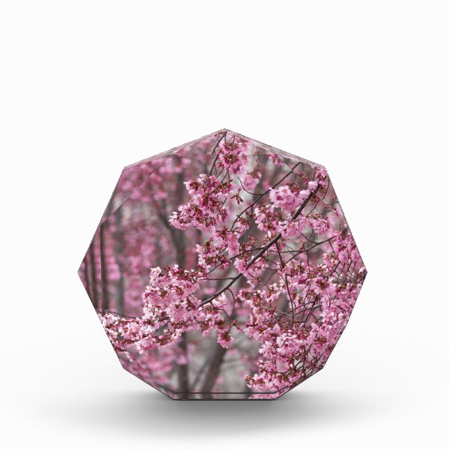 Sakura Cherry Blossoms Flowing Pink Award (Front)