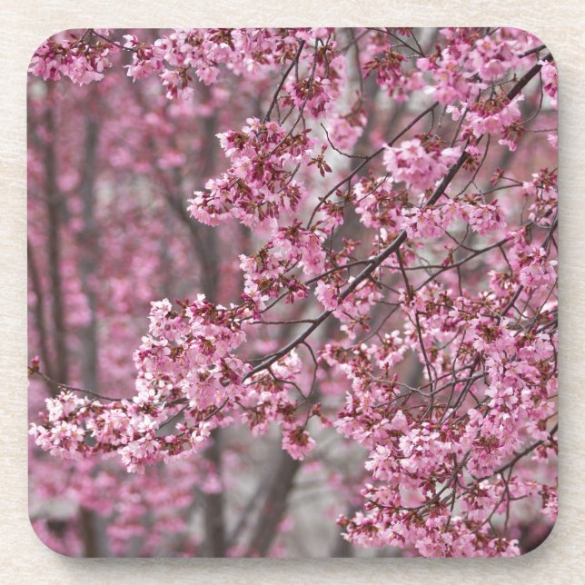 Sakura Cherry Blossoms Flowing Pink Beverage Coaster (Front)