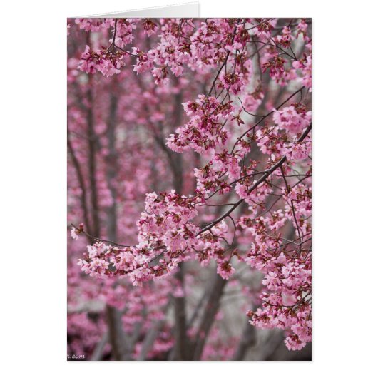 Sakura Cherry Blossoms Flowing Pink Cards (Front)