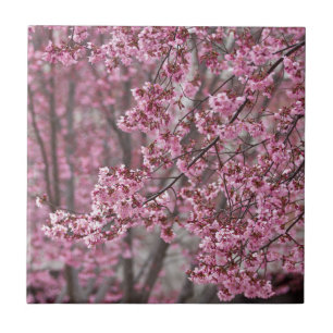 Sakura Cherry Blossoms Flowing Pink Ceramic Tile